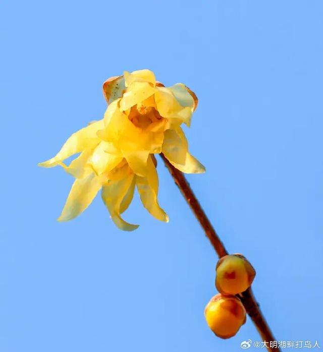 济南第一波蜡梅开了！这些赏梅地，赶紧冲！
