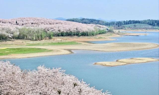 万亩樱雪魅黔中！这片“蓝色星球”最大樱花园竟是如此诞生