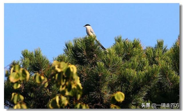 沈阳东陵郊野公园“精灵”出没