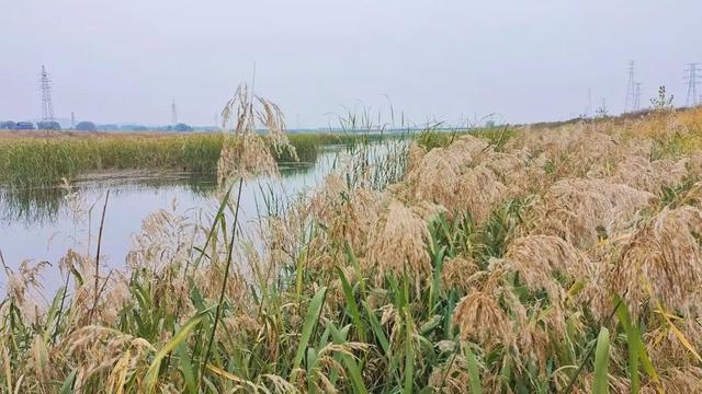 自然之美!初冬的芦苇花,蟠龙河畔一道亮丽的风景线!