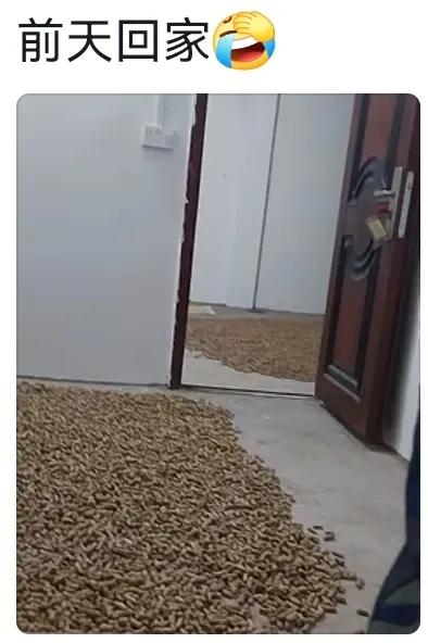 笑麻了，两广地区的催婚方式真硬核啊，网友：卧室堪比陋室铭