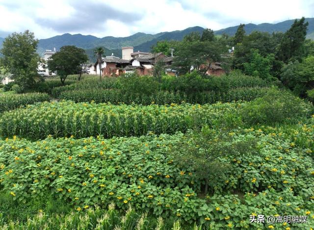 自在嵩明丨层峦碧水、林间野趣、美食垂钓……近郊旅行就来杨桥西山大村子