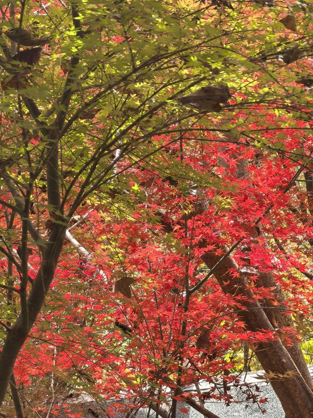 南京栖霞山一日徒步，游千年古刹，看漫山红叶