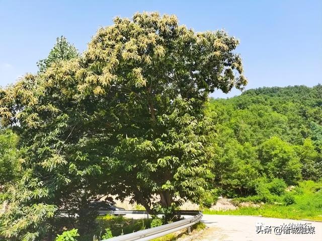 出发，去往串联诸城凤凰山、七泉山、石人山、马耳山的这条天路！