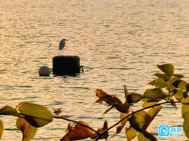 朝看芦苇夕望鸟，潍坊这里的冬日氛围感拉满！
