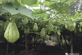 冬至前使劲吃，硒是洋葱50倍！10元5斤，利尿降血压，素炒肉炒都好吃、满口好滋味图片