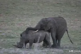 发情期的大象有多恐怖?如果找不到配偶来繁衍，就拿犀牛来泄愤图片