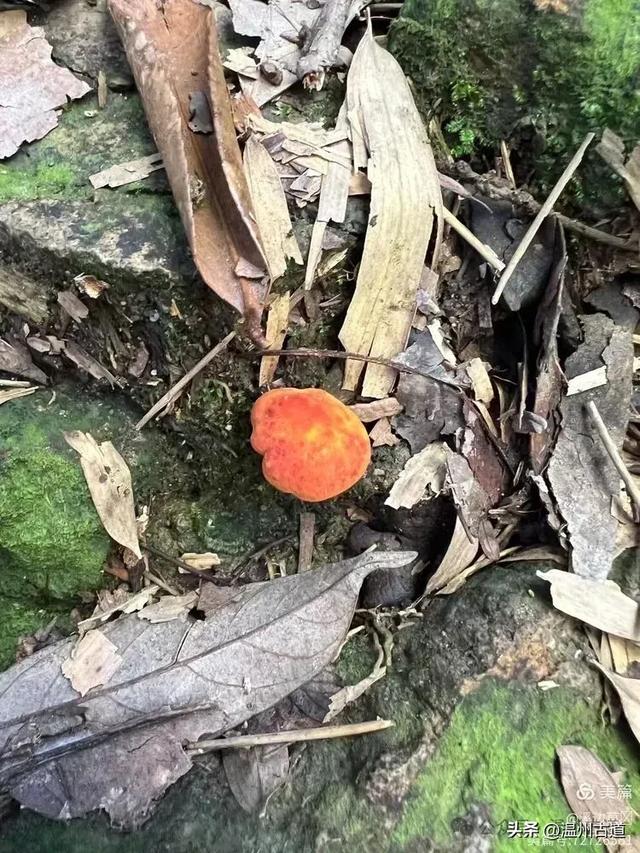 华东最后的香格里拉秘境!仙居公盂岩徒步走起!