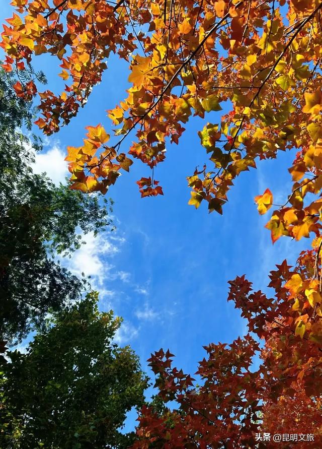 初冬氛围感出片计划,走起!昆明这份打卡攻略速速收藏→