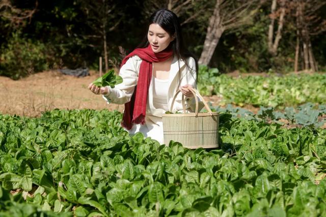 可惜你不听《枫》，不知道醴陵这片枫林到底有多美！