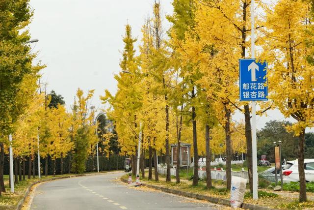 好看!好拍!郫都银杏打卡攻略→
