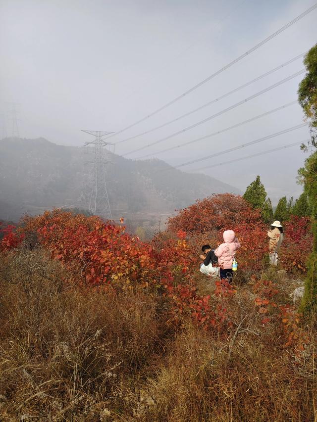 去博山盆泉张丹顶赏红叶