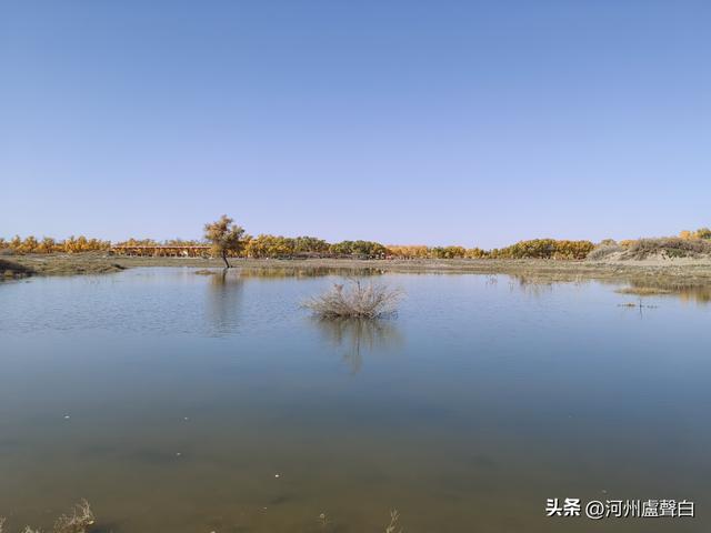 额济纳旗胡杨林