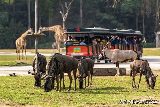 广州十大必打卡景点全攻略：从地标之巅到岭南秘境