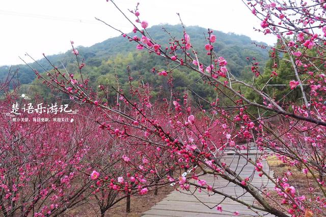 浙江宁波的山海风景线，山岙里藏着多个古村和网红景点，值得游玩