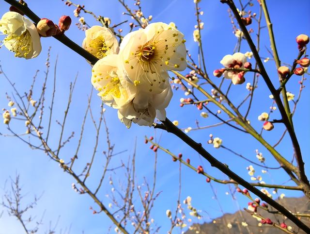 宁陕子午梅苑花初绽 万株梅香中开启“梅”好时光