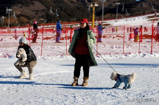 全域冰雪+萌宠逐雪+千万补贴平谷区第十七届冰雪季开幕 打造京津冀文旅休闲新地标