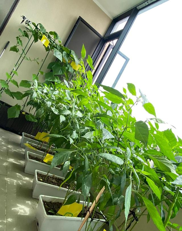 男子因“辣椒当花”引围观，不服来战，网友：小众美被你玩明白了