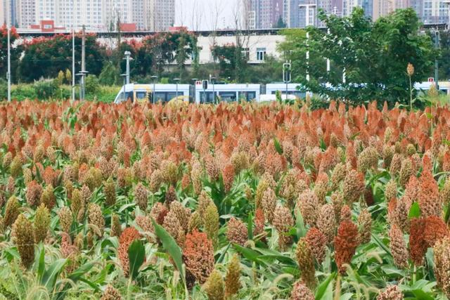 🧡秋日限定！郫都这片红高粱地超出片~