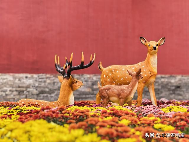 秋风独宠一园菊，晚来香艳出樊篱——北京北海公园2025年菊花展