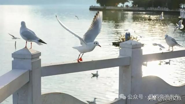 超详细攻略！在昆明官渡，与鸥共舞，六种玩法开启冬日漫游！