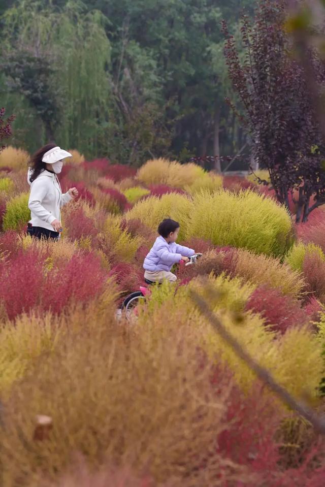 如梦如幻！生态城惊现秋季最美打卡地