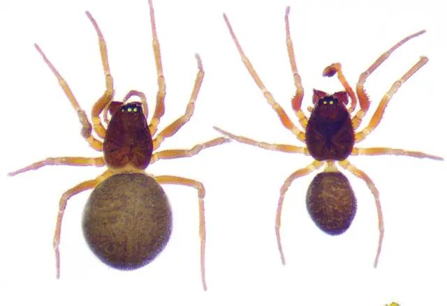 11万蜘蛛的超级工程:地下织出百米丝网,竟启发人类新材料革命