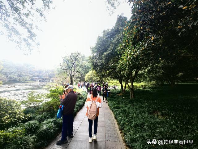 杭州植物园的菊花展——一场关于菊花的饕餮盛宴（一）