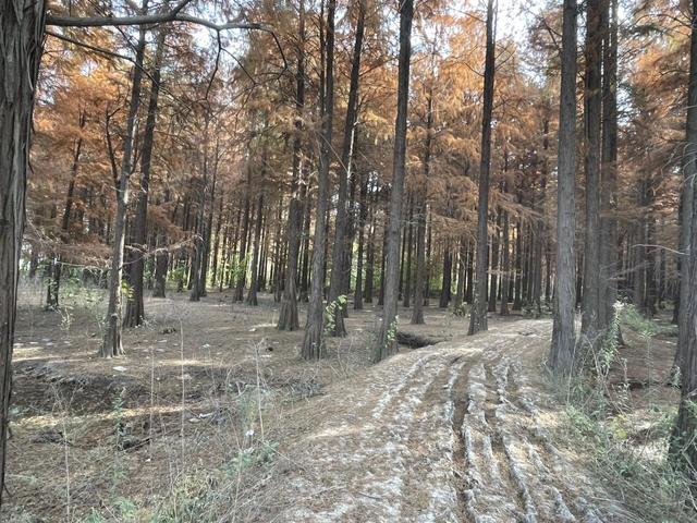 骑游来安半塔釜山水库池杉林生态园攻略