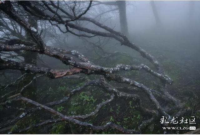 迷雾森林-探秘轿子山