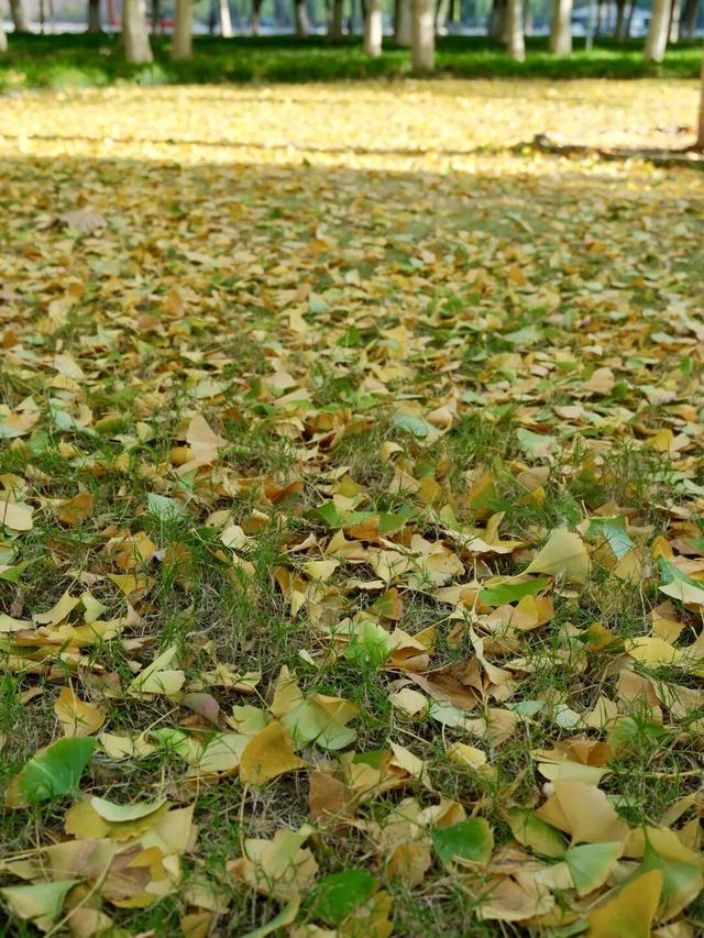 周末N次方 | 打开这份江汉赏秋图鉴→