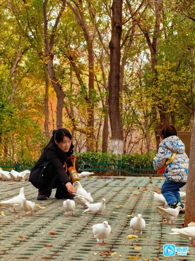 太美了！来潍坊植物园邂逅“落叶纷飞”的金色浪漫