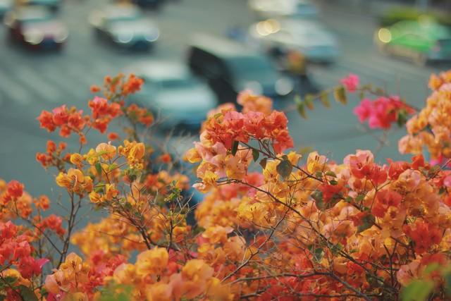 花漫鹏城，墟声鼎沸：2025深圳勒杜鹃赏花周首日走笔