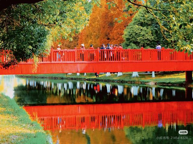 昆明这片红杉林美成油画！红杉红桥已成冬日最火打卡点