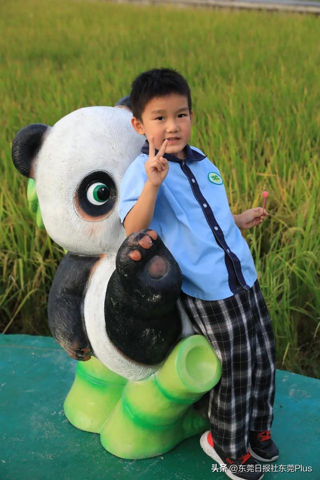 上班暂停，来东莞看稻田吧！