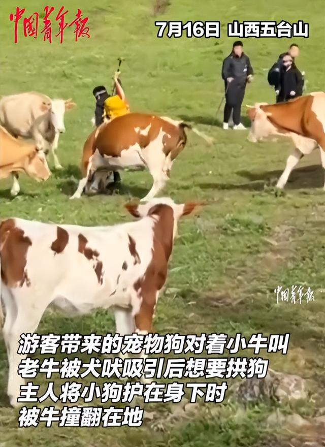 太活该！游客遭牛群踩踏后续，景区还原真相，评论区堪比小品现场