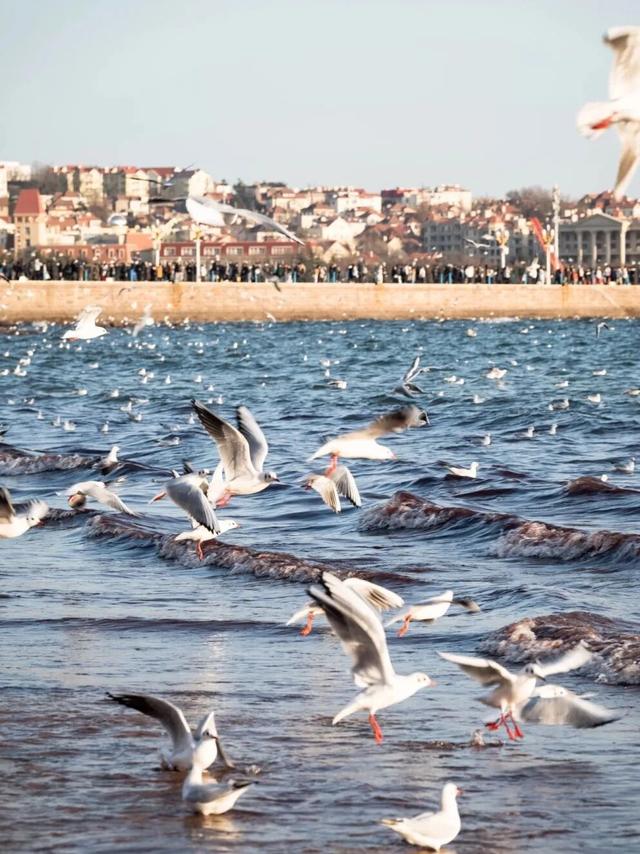 “鸥遇！鸥遇！”海鸥季潍坊启航派对，优惠惊喜等你来逛~