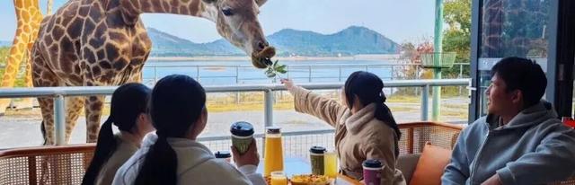 游在鹰潭 | 初冬漫游攻略：丹霞、杉林、林海的诗意三重奏【全球学子嘉游赣 奇绝鹰潭逍遥游】
