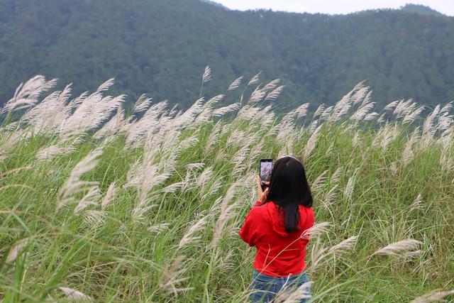郁南：西江边的芦苇荡