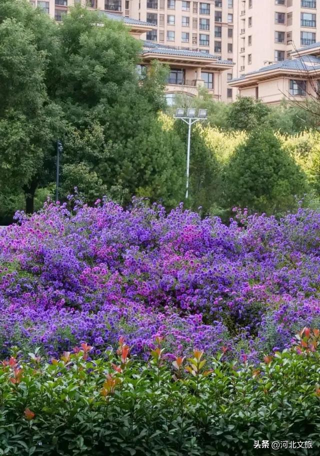 此刻，紫色“花毯”已“铺”好，石家庄市栾城区美成这样……