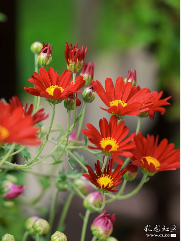 昆明秋景｜昙华菊花，芳香四溢！（附攻略）