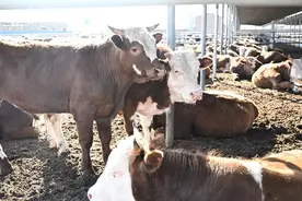 晋中小城的“新质供给”实验：在拼多多年销1.5亿，牛肉复购率暴增20倍图片