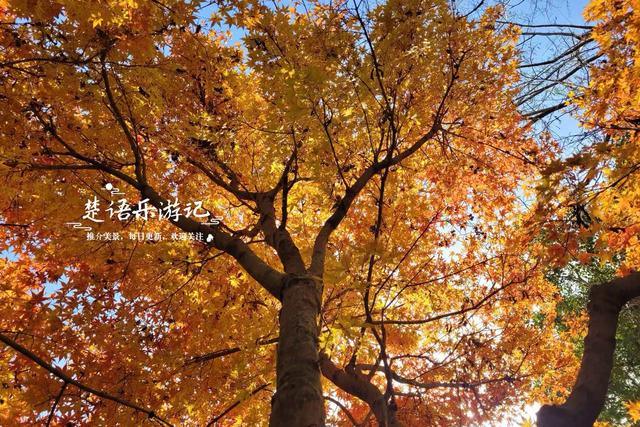 这里不愧是文化名村与景区村庄，银杏与红枫相映，美得一塌糊涂
