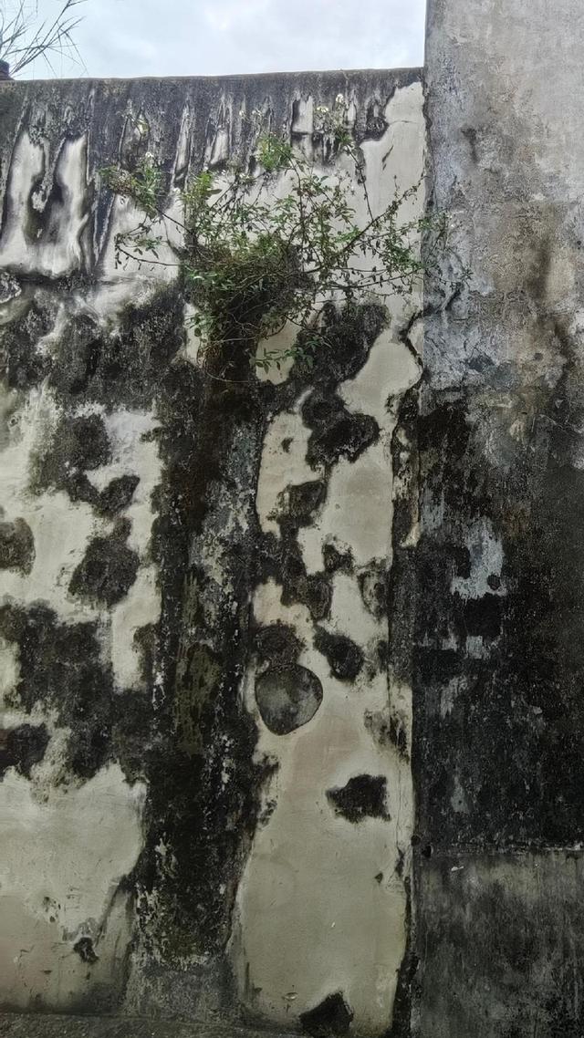 成为会玩、会拍的大鹏生态传播官 ，这场活动带你解锁新身份