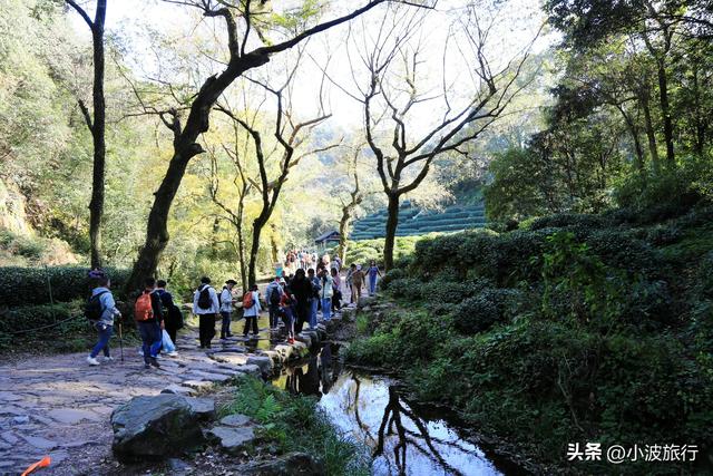 杭州冬日徒步，从古村到茶园，银杏金黄枫树染红，感受山野之乐