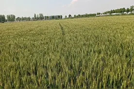 针对外来人员或户口不在本村人员，土地确权实施方案图片