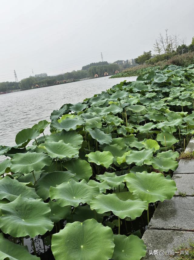 雨中梅湖露营基地的荷叶，更绿了，更美了，更柔了，更俏了！