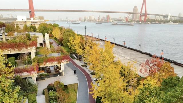 上海银杏浓度已达99%！这份含“金”量超高的浪漫别错过→