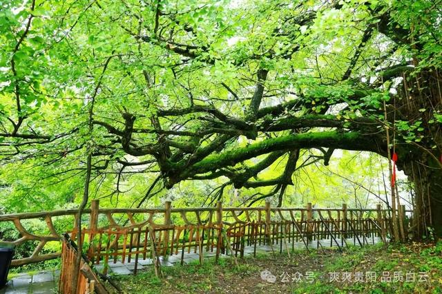 【爽游白云】“爱在白云·乡遇友你·缘定石龙”徒步活动圆满落幕，五百余名爱好者共赴石龙秋日之约