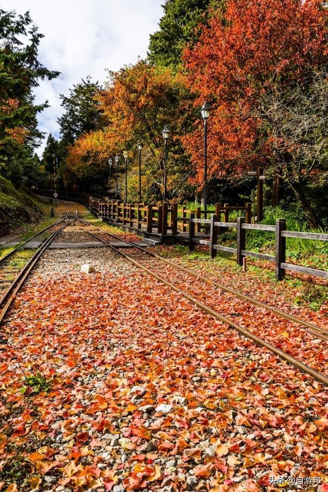 阿里山百年蒸汽桧木火车， 季节限定赏枫列车、票价信息一次看！